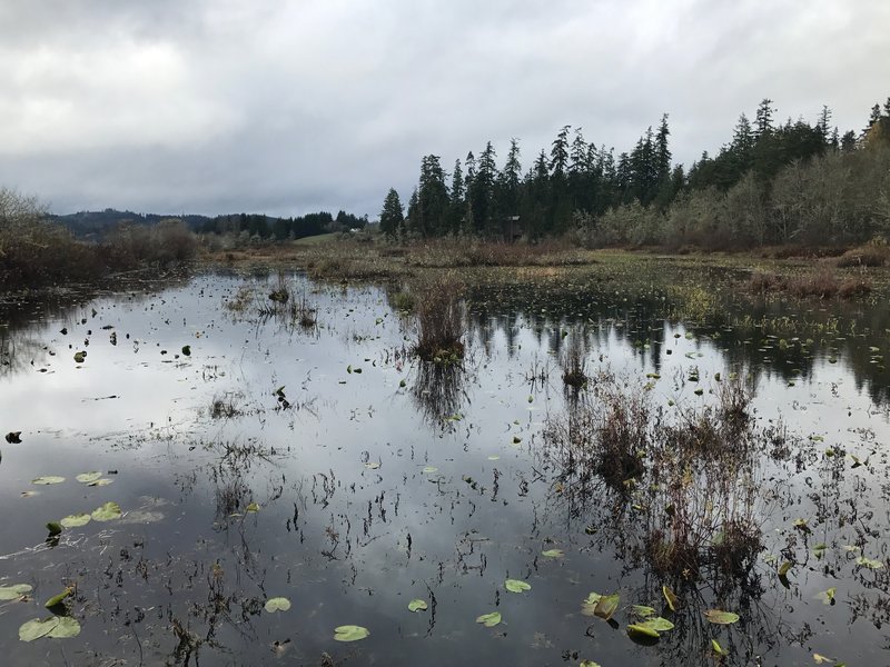 Lilypads and other plants when looking back toward the visitor center.