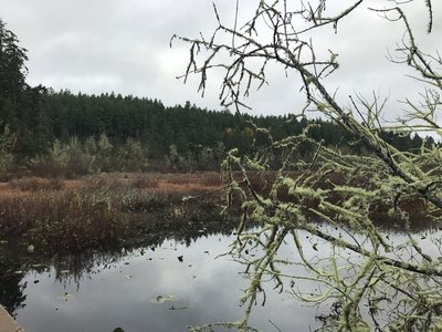 Moss-covered trees sit off to the side of the trail.