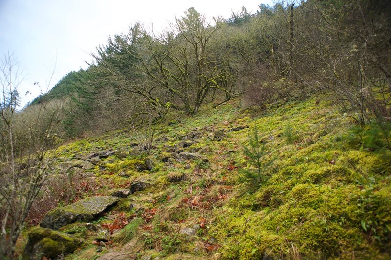 Moss-covered trees and rocks on the hillside above the trail.