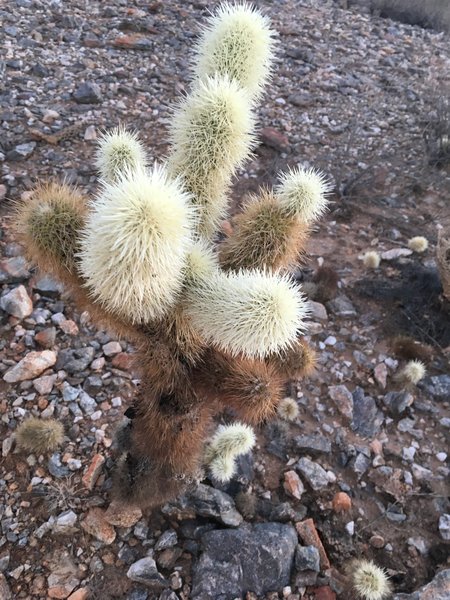 Cactus.