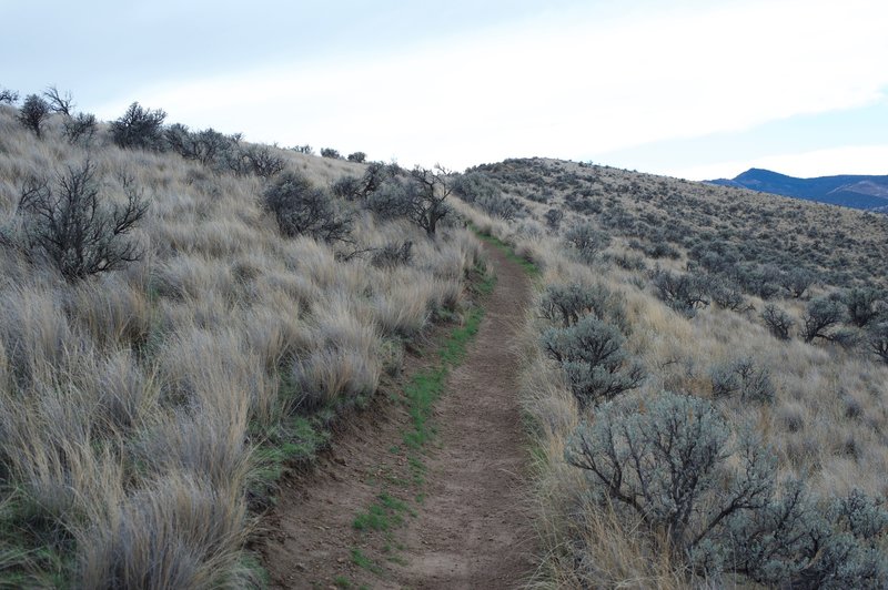 On the backside of the hill, there is more vegetation. The grass is longer and there are more shrubs.