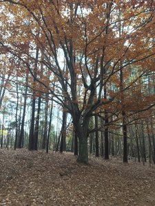 Great Lone Wolf Beech in a stand of pines.