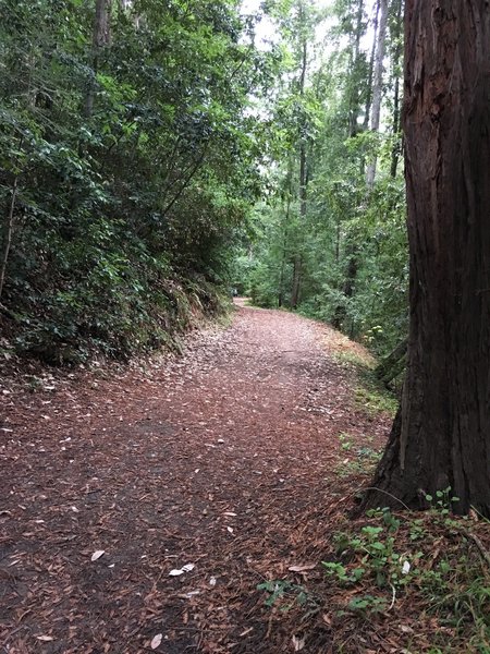 Beautiful trees and wide trails!