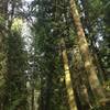 Tall trees along the Trillium Trail.