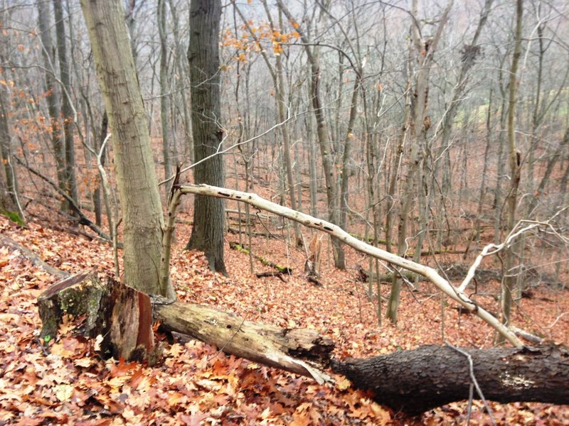 The hillside under Gas Well Path lacks underbrush, offering up a unique perspective from beneath the tree canopy.