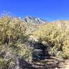 The Skyline Trail winds its way through chaparral vegetation at about 4400'.