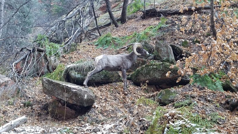 A browsing Bighorn stretches its legs along the Hidden Canyon Trail.