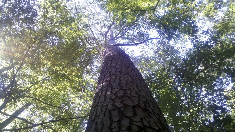 A tall tree along the side of the trail.