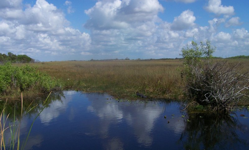 An alligator basking on the edge of the water off the Anhinga Trail.