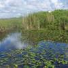 The boardwalk might be crowded with people, but the water and plants are teeming with even more wildlife.