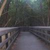 Entering a tunnel of mangroves on West Lake Trail.