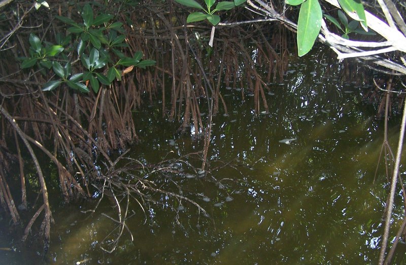 Looking down at the tangle of mangroves.