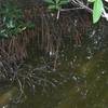 Looking down at the tangle of mangroves.