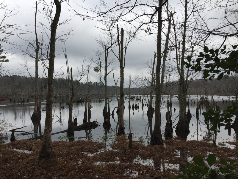 Lee Hall Reservoir just off the White Oak Trail.