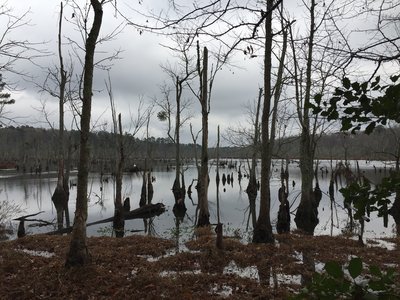 Lee Hall Reservoir just off the White Oak Trail.
