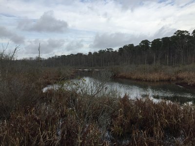The view of Beaver Dam Creek from the lookout deck.