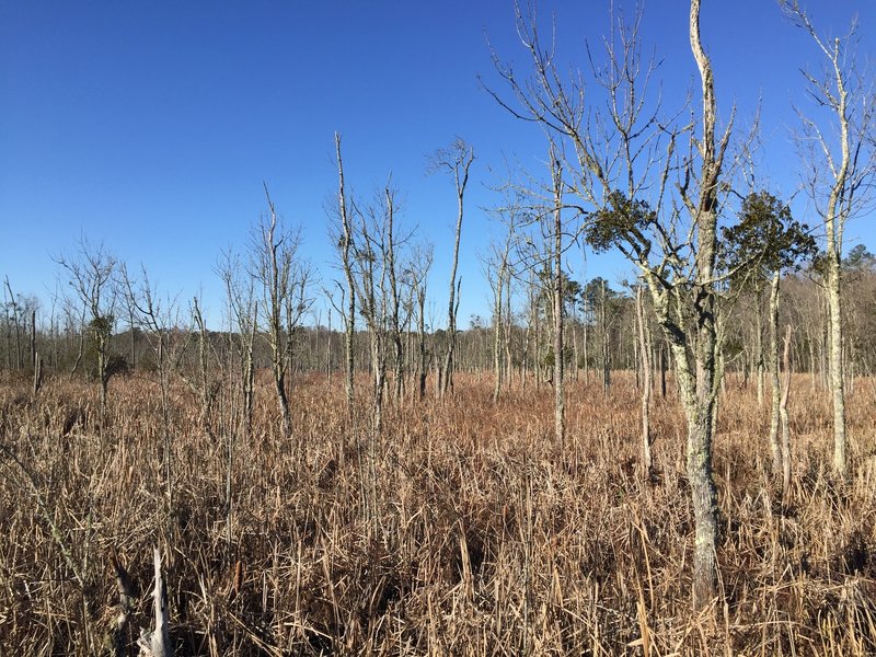 View from the Swamp Bridge, at the end of the first leg of the White Oak Trail.