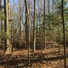 Wynn's Mill Civil War trenches.