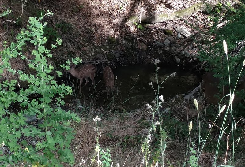 Fawns taking a drink in the stream close to the trailhead.