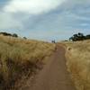 Golden grasses surround the trail as it descends away from civilization.