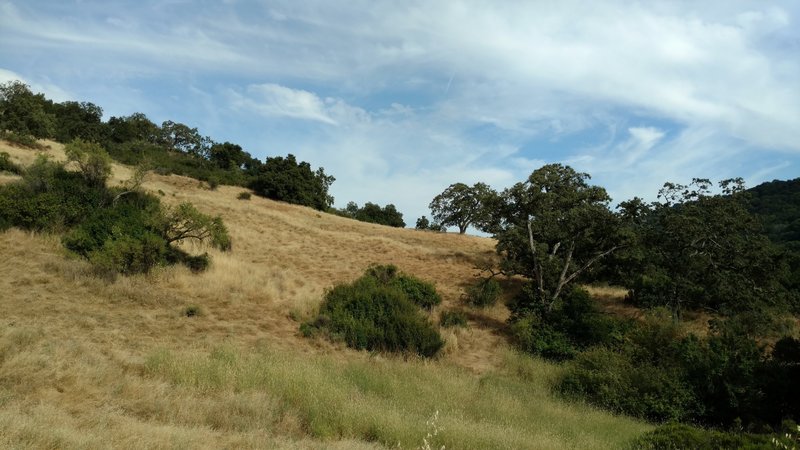 Pristine grass hills dot the landscape in Almaden Quicksilver County Park.