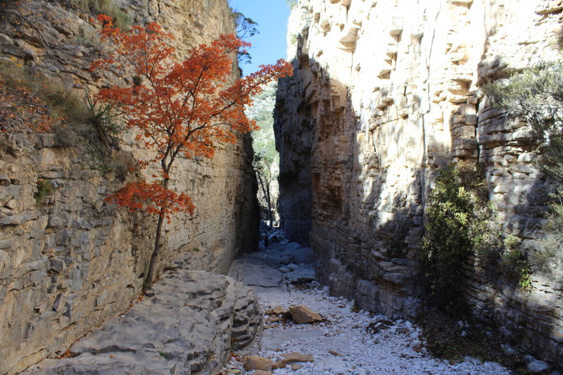 Devil's Hall is even more spectacular in the fall.