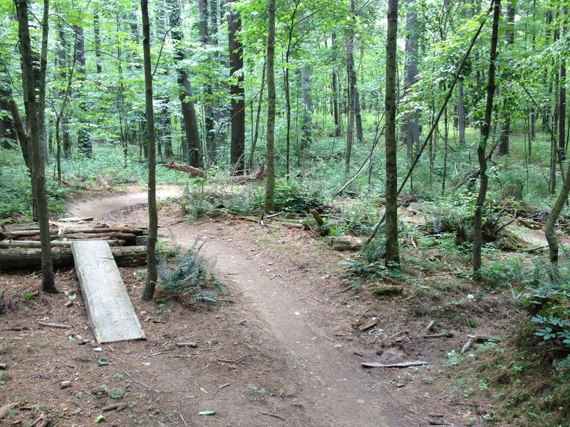 Pine Loop Trail in Brown County State Park.