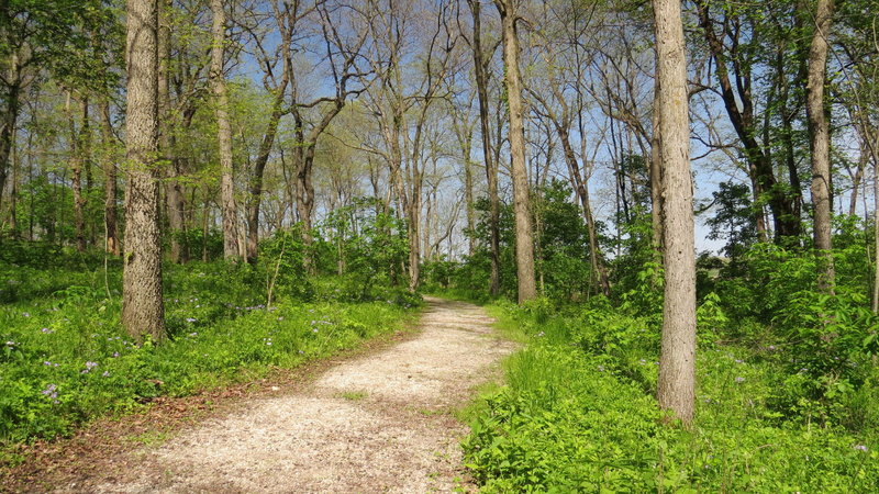 The Basswood Trail's smooth tread and beautiful surroundings make for a wonderful experience in the woods.