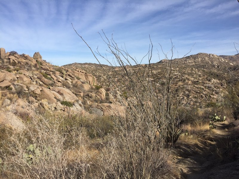 An interesting desert vista among boulders and ocotillo.