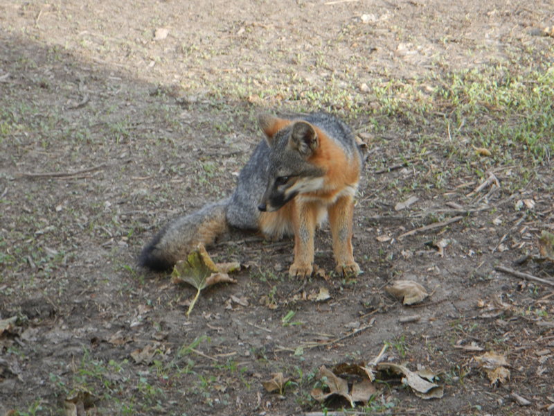 Just hanging out, hoping for a morsel to eat.