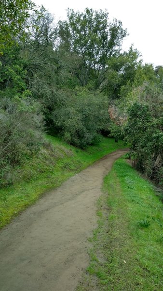 Even though it's winter, the wooded hillside along the Guadalupe Trail stays nice and green.