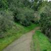 Even though it's winter, the wooded hillside along the Guadalupe Trail stays nice and green.