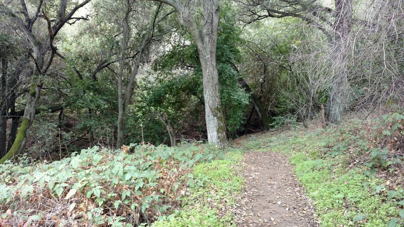 Big trees adorn this wooded section of the New Almaden Trail.