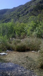 Vegetation and habitat change along the creek (McKittrick Canyon Trail).