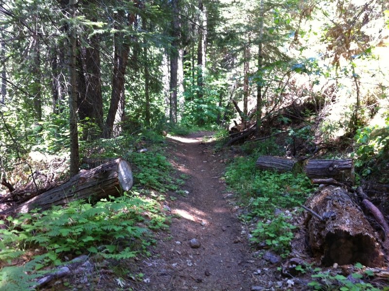 The Arnold Rim Trail is a great trail that is only going to get better!