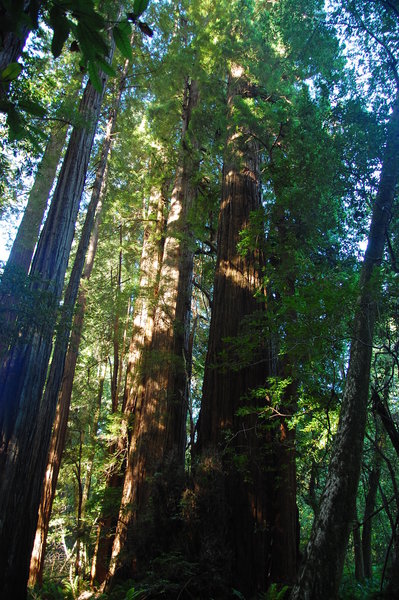 Getting close to the Tall Trees Grove!