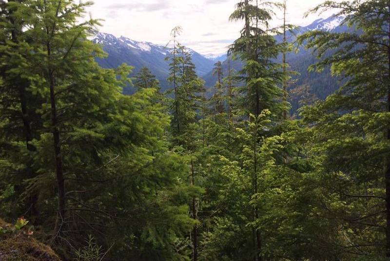 Hoh Lake Trail in Olympic National Park.