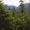 Hoh Lake Trail in Olympic National Park.