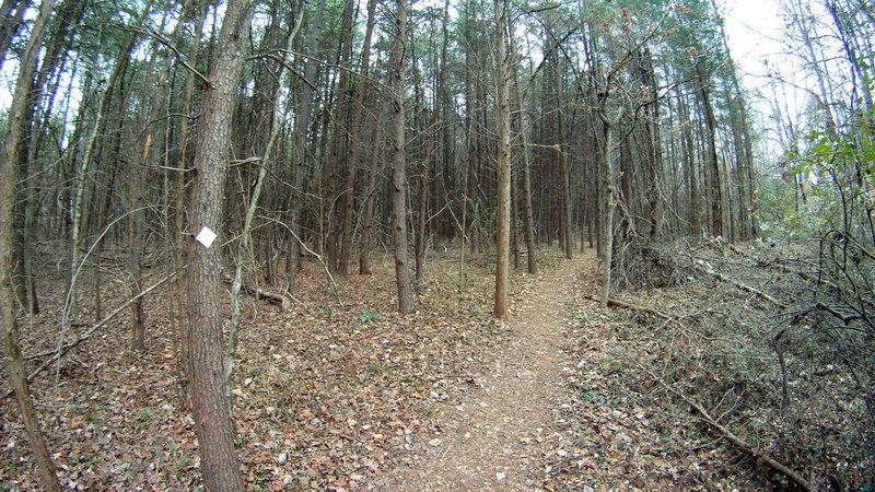 The "Haunted Woods" section of the trail goes through scrubby pines that creak and scrape against each other, and fall down pretty often from the looks of it. GoPro semi-fisheye effect makes it extra creepy.