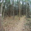 The "Haunted Woods" section of the trail goes through scrubby pines that creak and scrape against each other, and fall down pretty often from the looks of it. GoPro semi-fisheye effect makes it extra creepy.