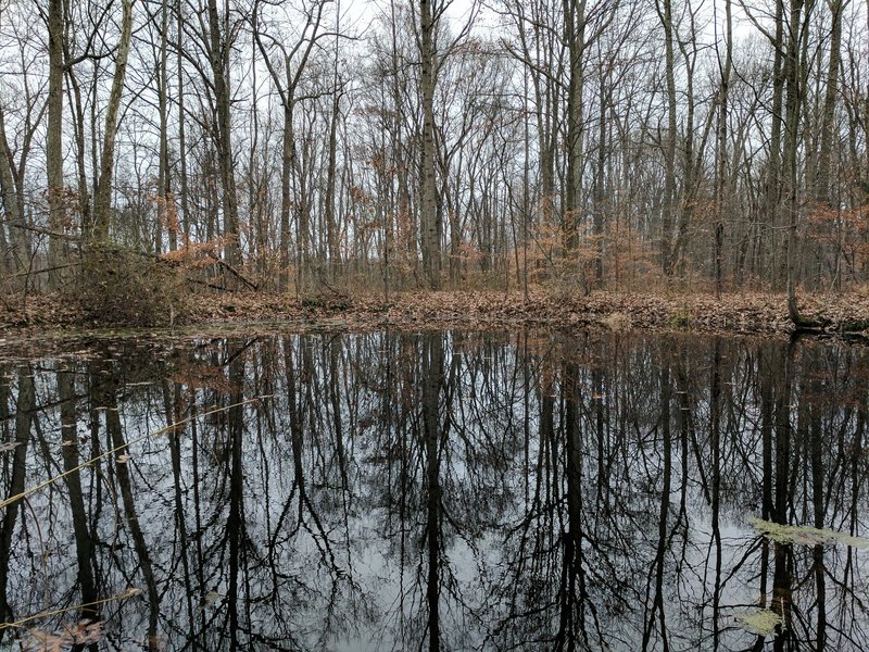 A small forest pond along the Rock Shelter Trail / Low Gap Trail.