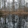 A small forest pond along the Rock Shelter Trail / Low Gap Trail.