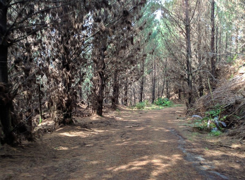 While the Titoki Forestry Road only impersonates singletrack, it provides an excellent running surface nonetheless.