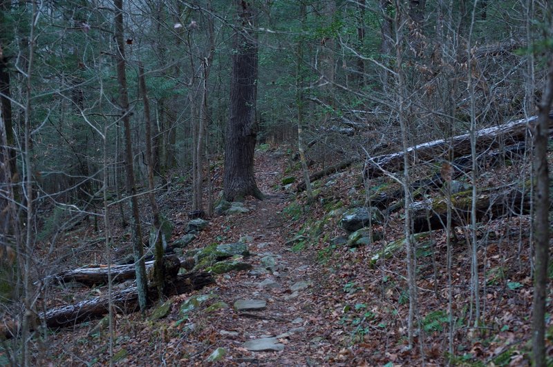 The trail as it runs along the backside of the Tremont Institute.