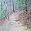 This is looking back up the trail as you get closer to the falls.