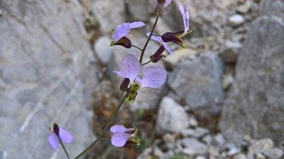 This bloom in the Devil's Den occurred in a dry year. The Den provides water and shade for vegetation to thrive.