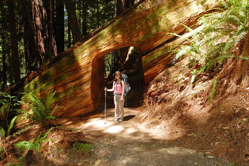 Walking through a massive redwood on the way to the Tall Trees area.