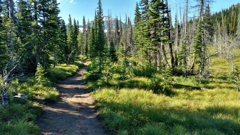 On the Carthew - Alderson Traverse, Chapman Peak welcomes visitors through the trees.