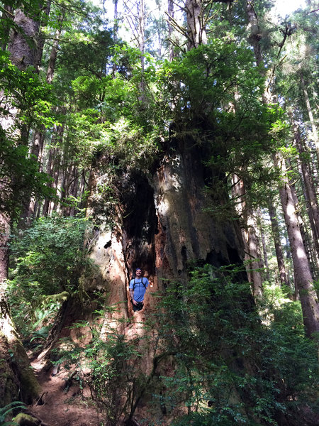 Hey boy, what are you doing in the base of that massive old tree?!