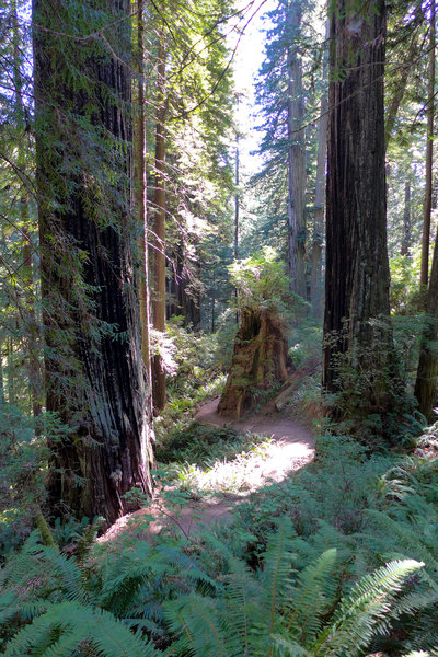 The James Irvine Trail makes for a beautiful stroll meandering around the foot of numerous giants.